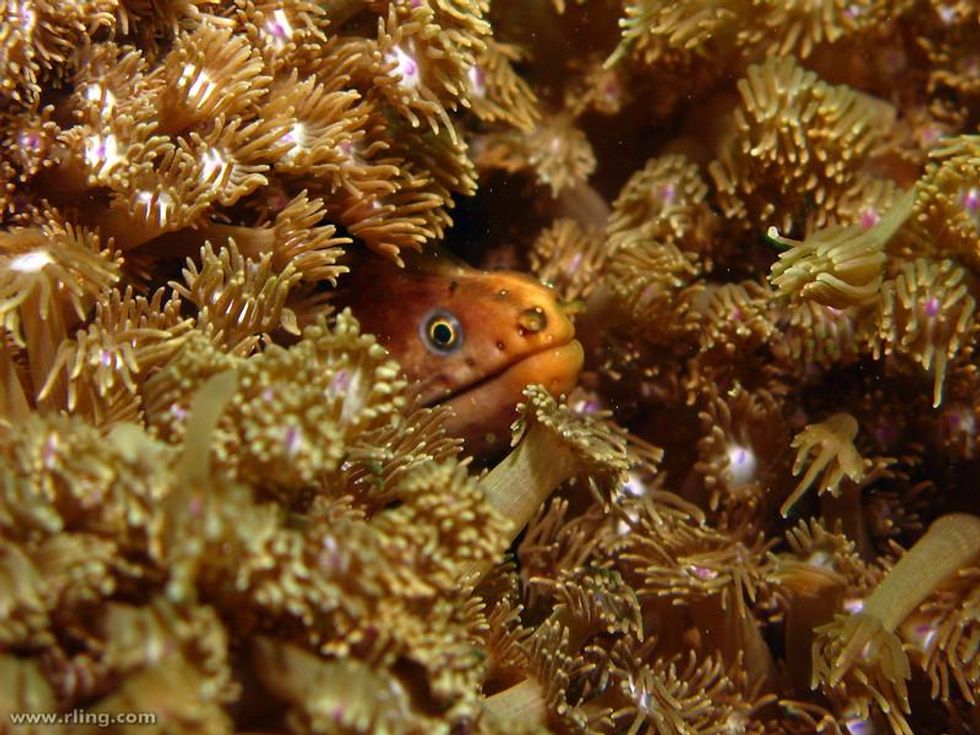 The Amazon reef that may be threatened by oil drilling