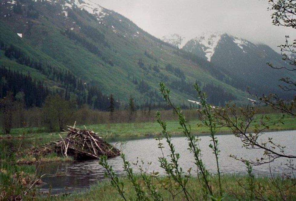 Beavers expanding north bring damming consequences for Inuit and wildlife