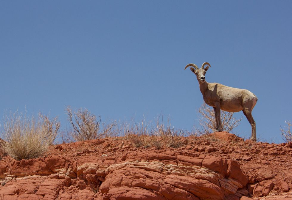 As climate changes make desert water scarce, the debate over livestock vs. wildlife heats up