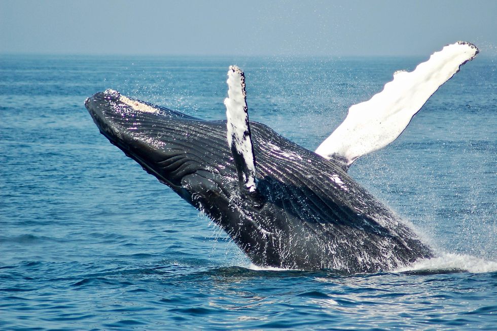 Whales may be a secret weapon in the fight against climate change