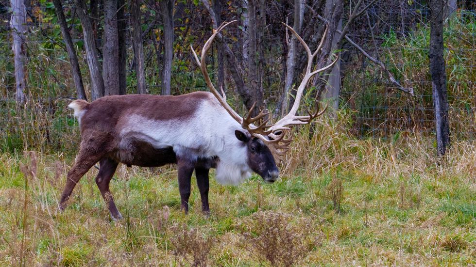 Scientists produce forecast of boreal caribou habitat change