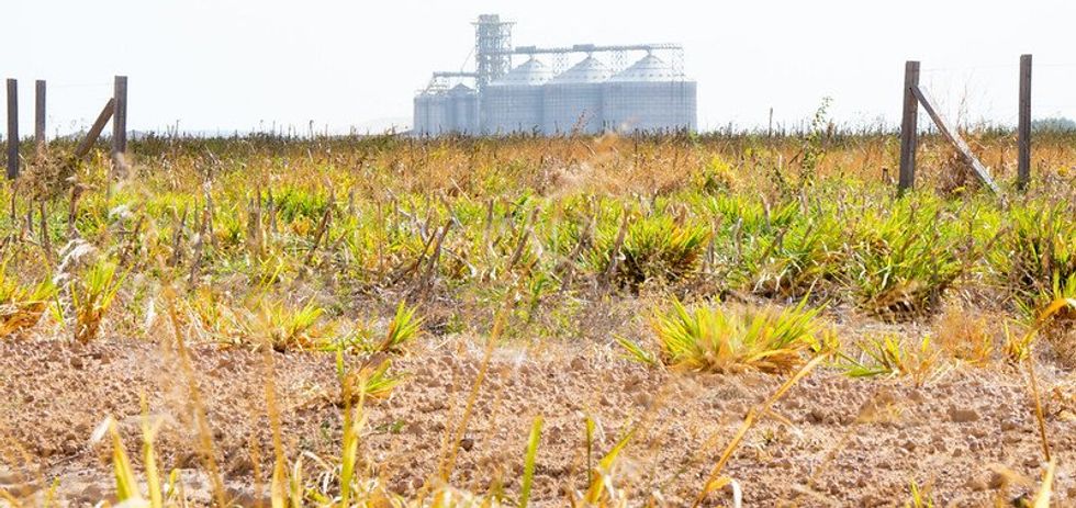 Child cancer deaths in Brazil: Is soy farming to blame?