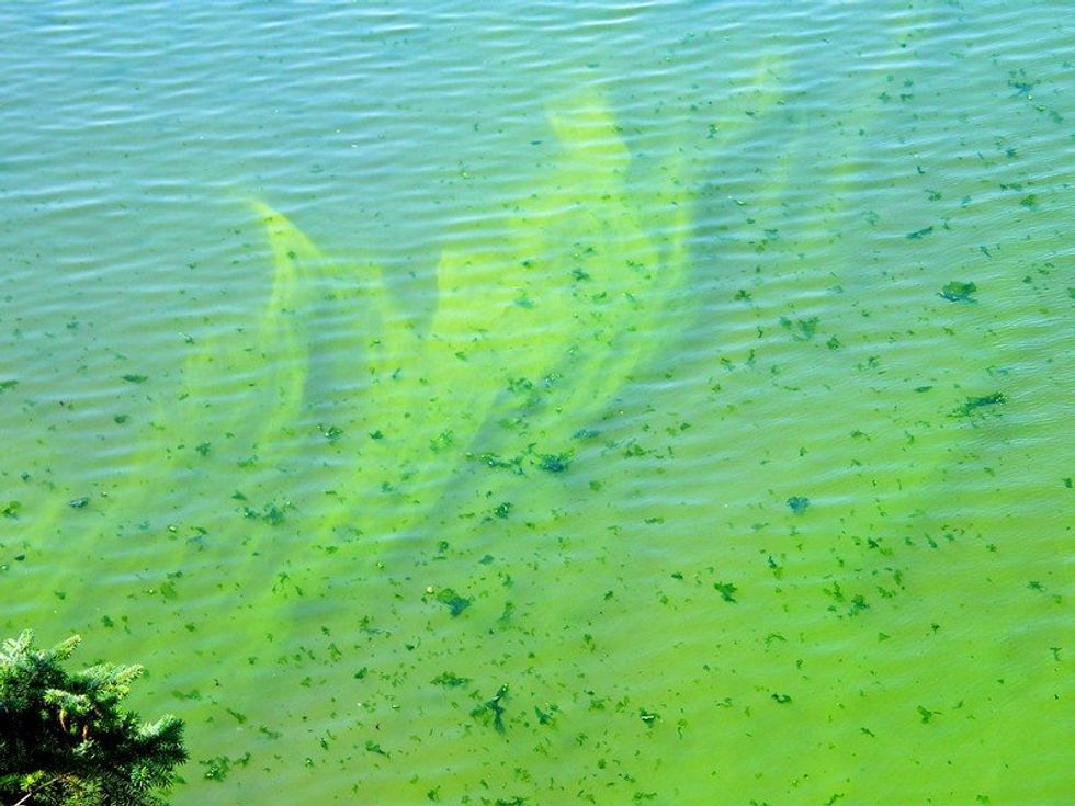 KU research: Human-driven climate change to amplify risk of toxin concentration in U.S. lakes