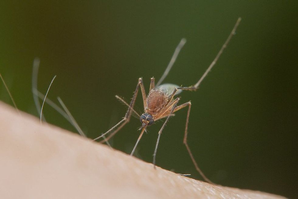 CDC develops new test to identify climate-driven malaria-carrying mosquitoes