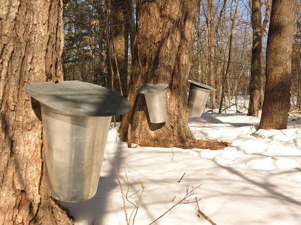 For US maple syrup producers, climate change and competition threaten a way of life