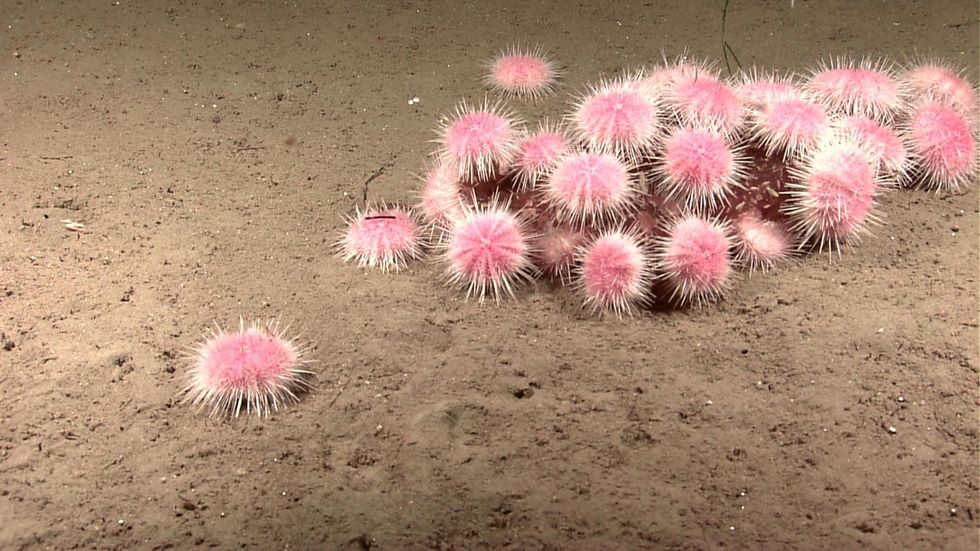 Pink sea urchins on the move, a sign of climate change