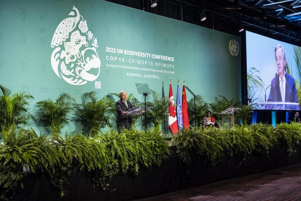 Nations strike deal to try to save wildlife from extinction at COP15