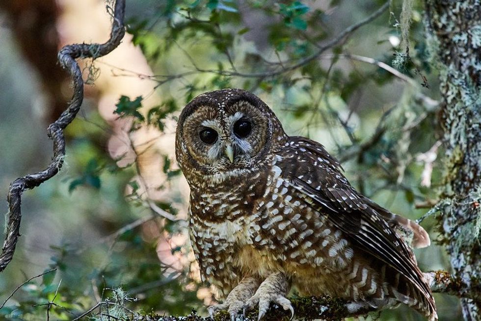 Core habitat for spotted owl removed from maps: internal docs