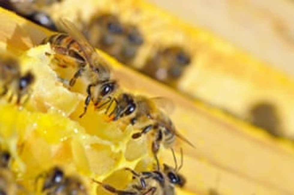 Honey tests reveal global contamination by bee-harming pesticides