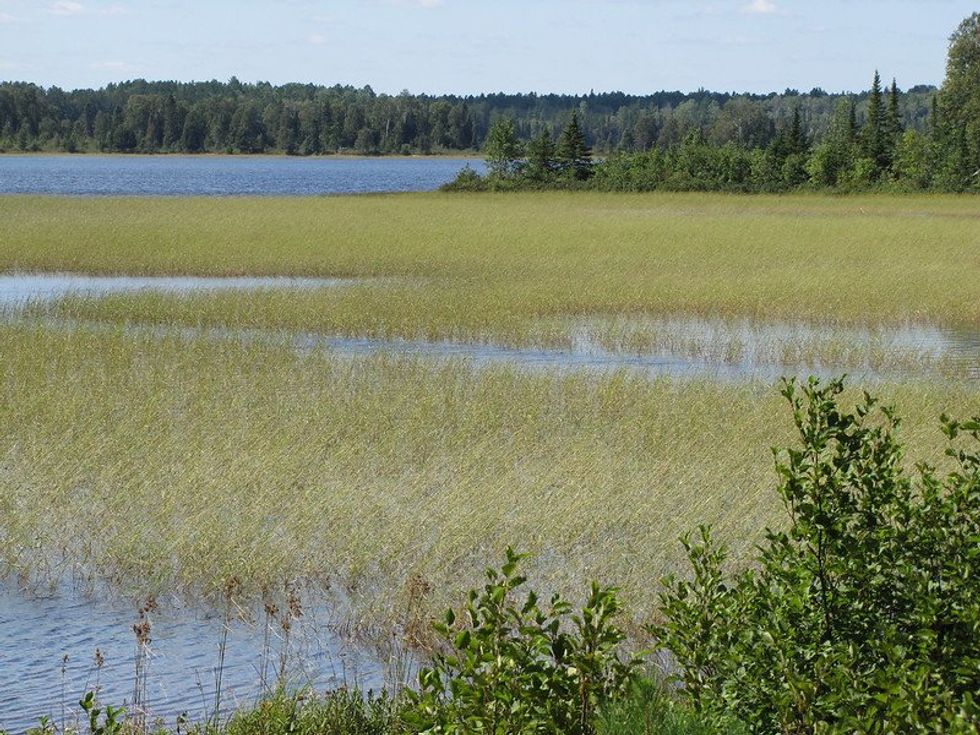 Nipissing First Nation is fighting invasive plants with traditional food