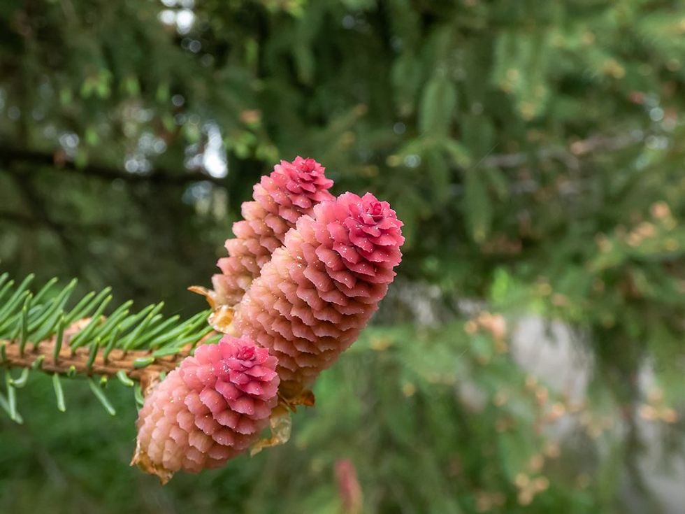 Gymnosperms that are critical for coniferous forest health may be steadily declining in response to climate change