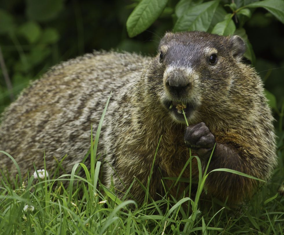 How climate change impacts hibernation