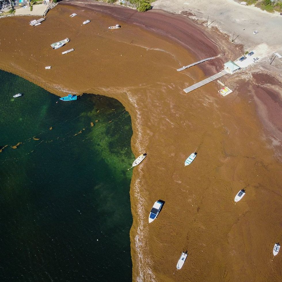 Why huge masses of sargassum are floating to Florida and the Gulf