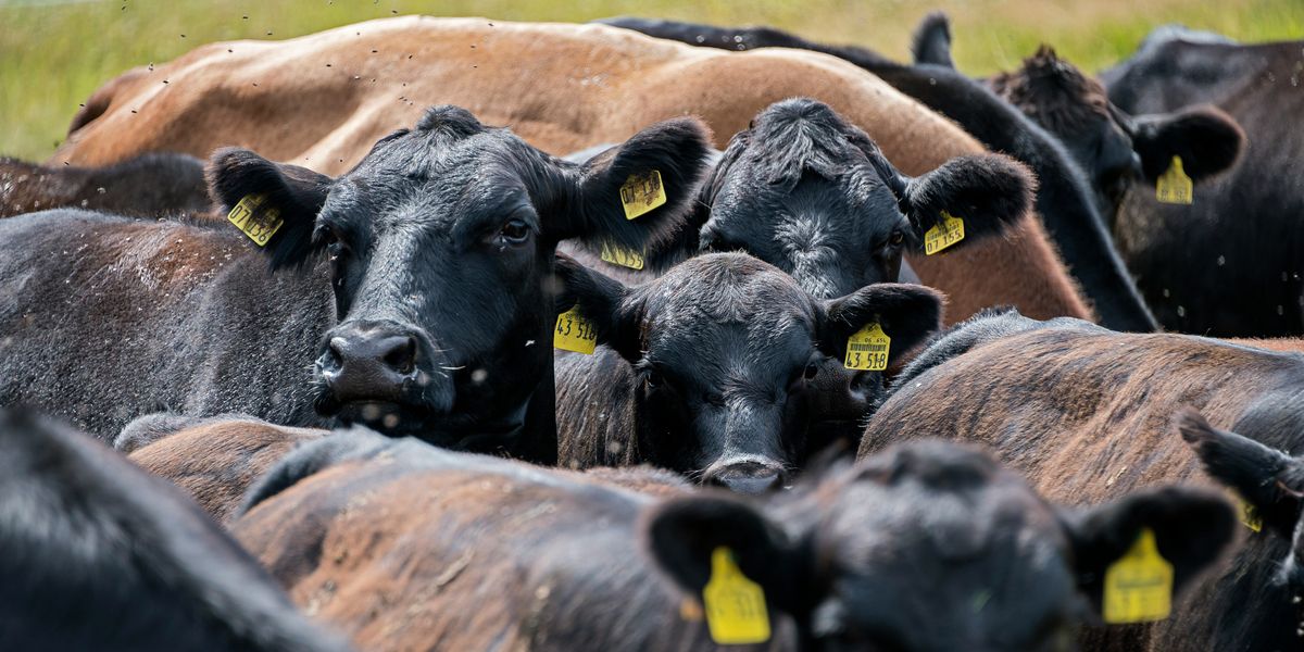 Federal funds for methane-cutting digesters in farms could end up boosting methane emissions