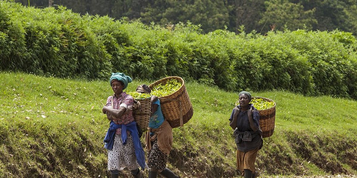 Kenyan farmer leads climate change denial movement