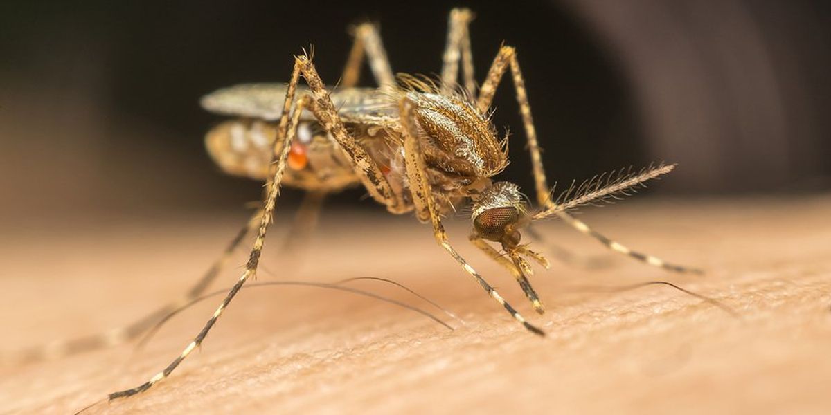 Rising temperatures accelerate global dengue spread, including U.S. territories