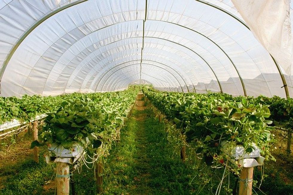 Greenhouse expansion unexpectedly cools local climates