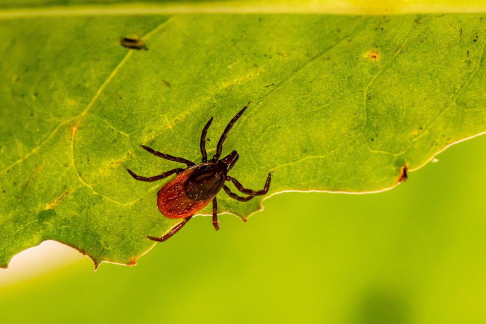 Lone star tick spreads northward, causing concern over meat allergy