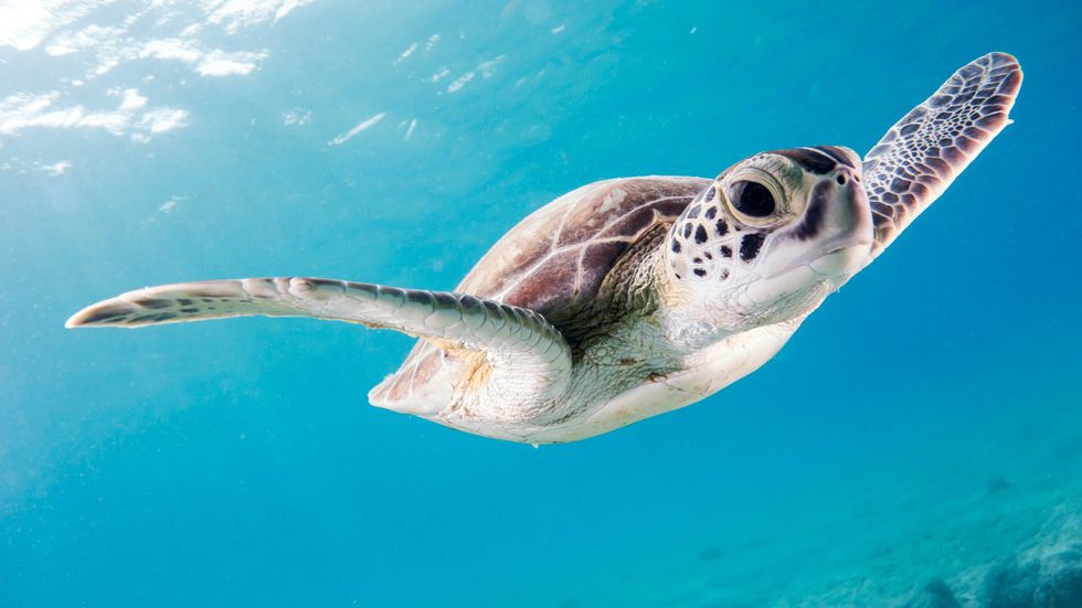 Nuclear plant operations under review after sea turtle deaths