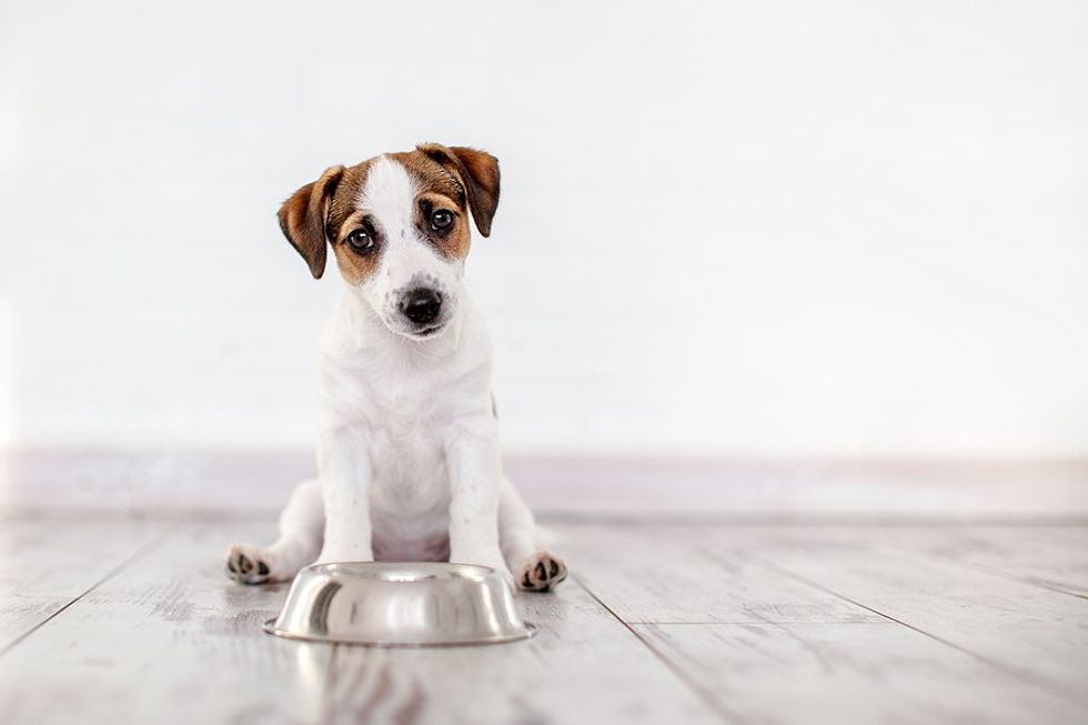 Lab-grown pet food gains approval in the UK