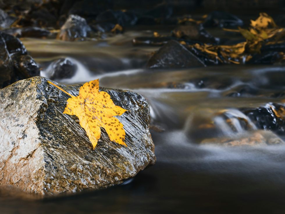 Climate change is shifting the colors of nature around the globe