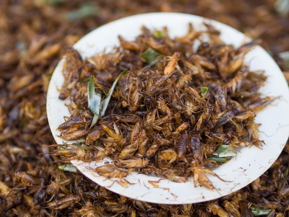 Why should anyone want to eat bugs instead of cows?