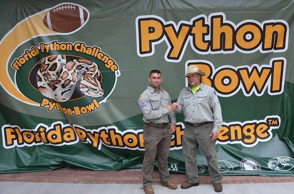 Pythons, invasive and hungry, are making their way north in Florida