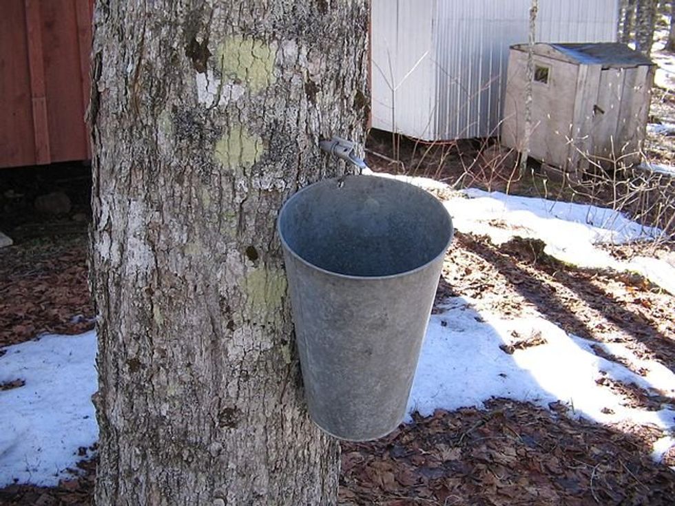 Ontario maple syrup producers hit by climate change