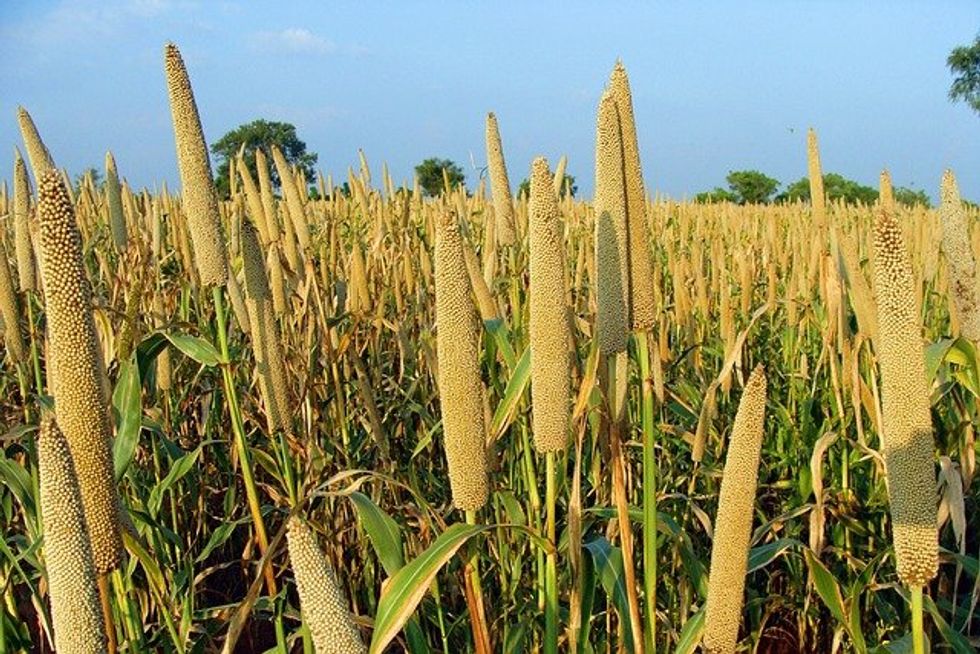 As Farmers Face a Warmer Future, an Ancient Grain Shows Promise