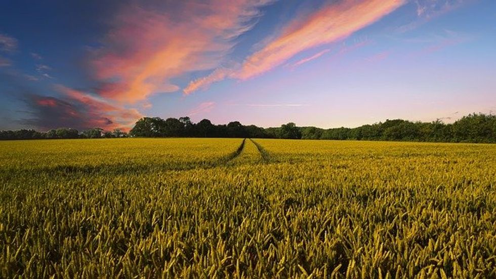 Minnesota's burgeoning fertilizer problem