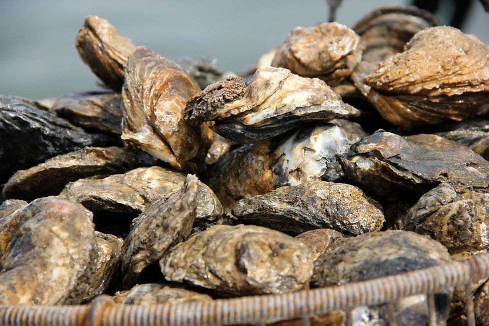 Oyster reef revival in Great Bay: How the program is expanding – and with more funds