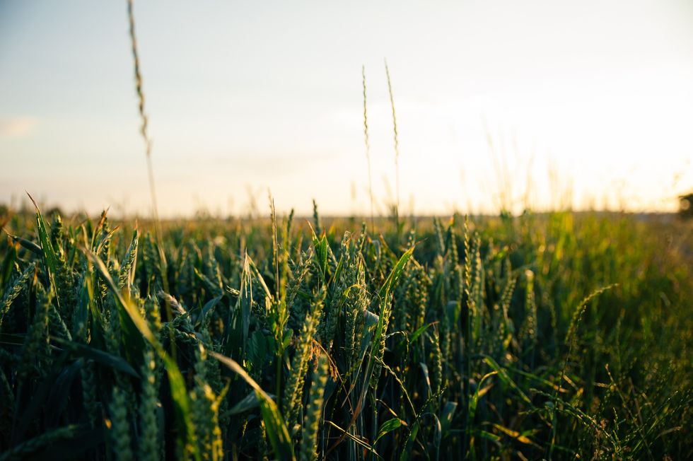 Plant pandemics threatening global food supplies, scientists warn