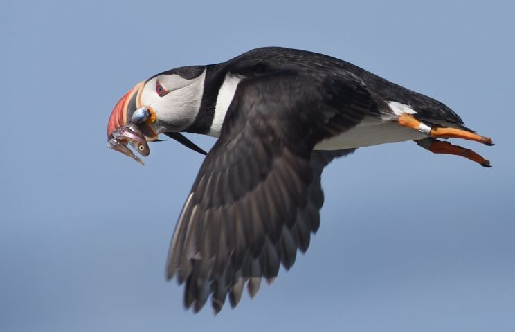 A bellwether of climate change, puffins are struggling to survive