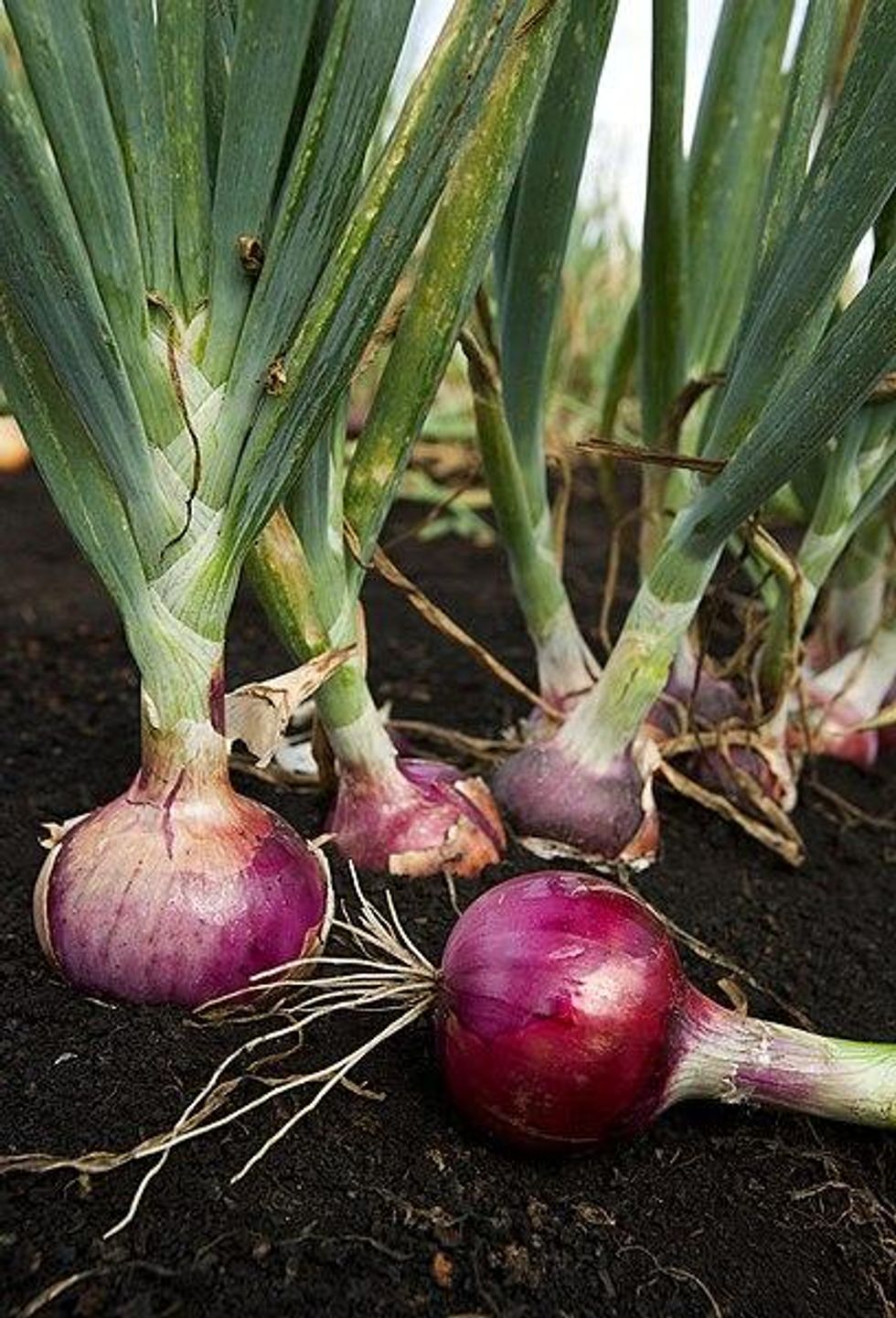 "It's like gold": Onions now cost more than meat in the Philippines