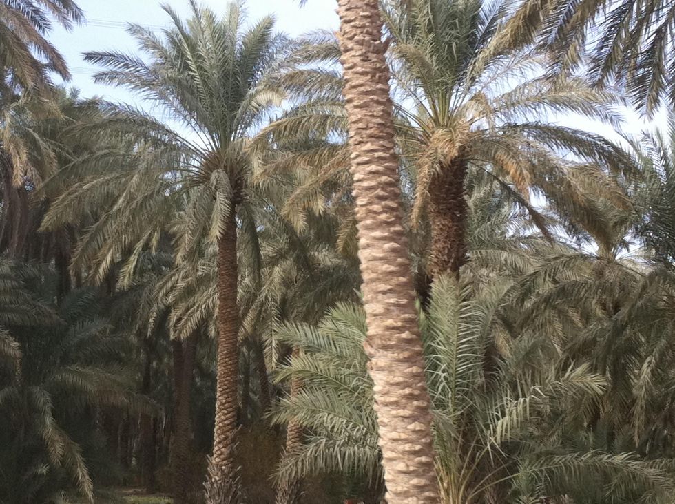 Saudi Arabia determined to protect, preserve its vegetation cover