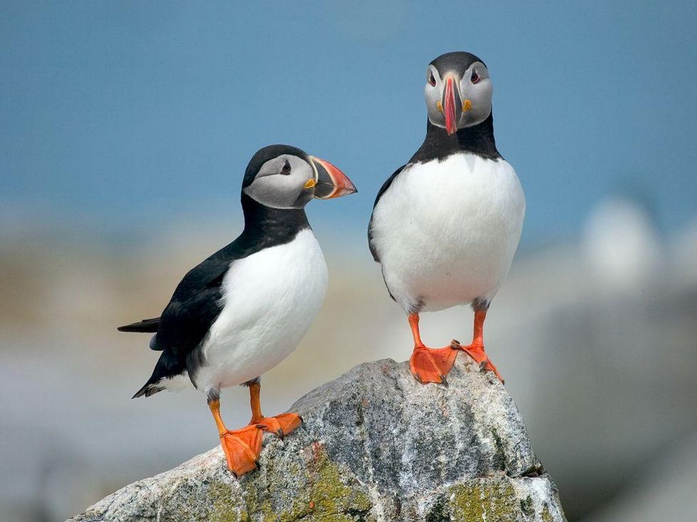 Protecting seabirds will provide broad benefits