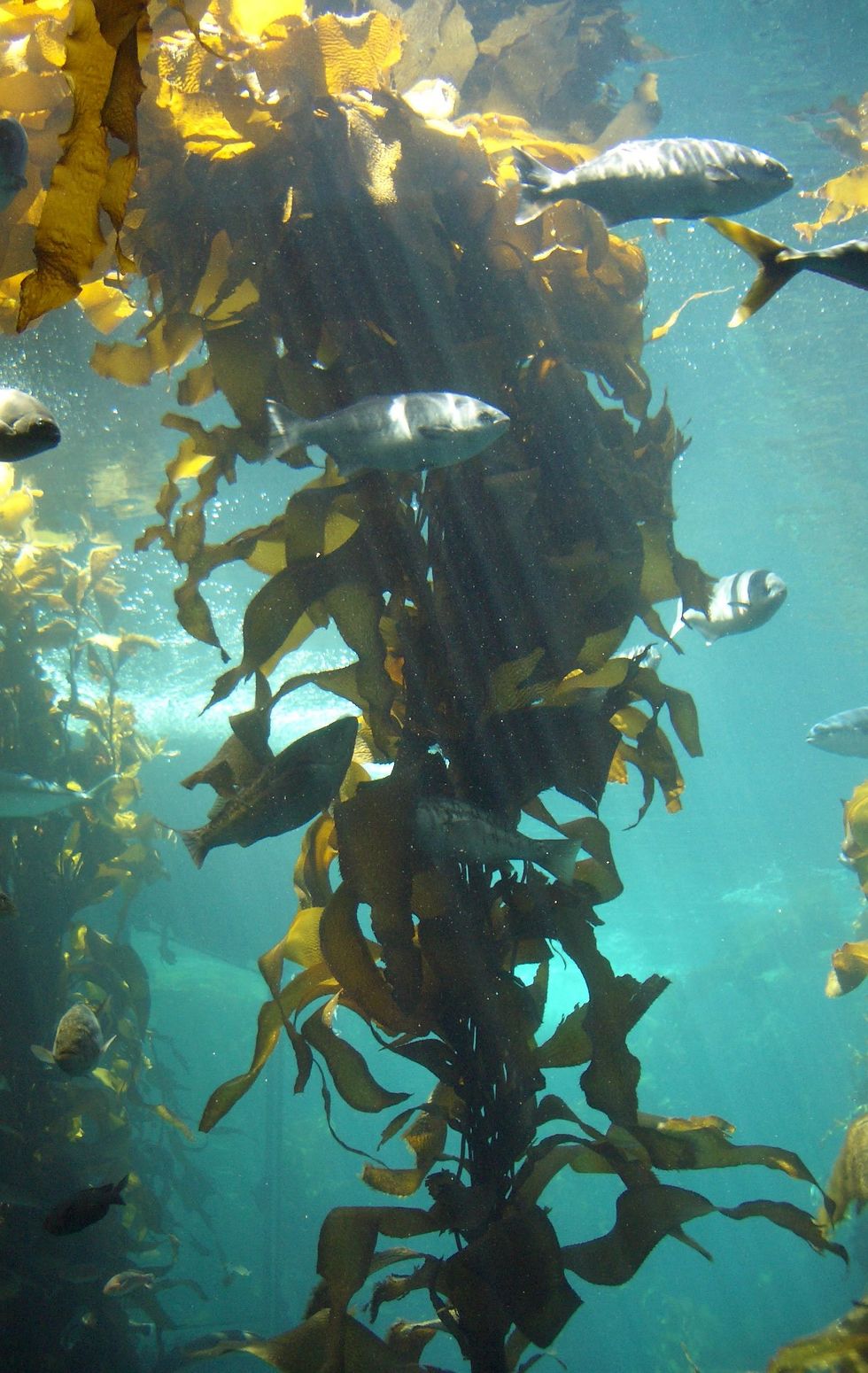 Ocean farming: Seaweed is having its moment in the sun