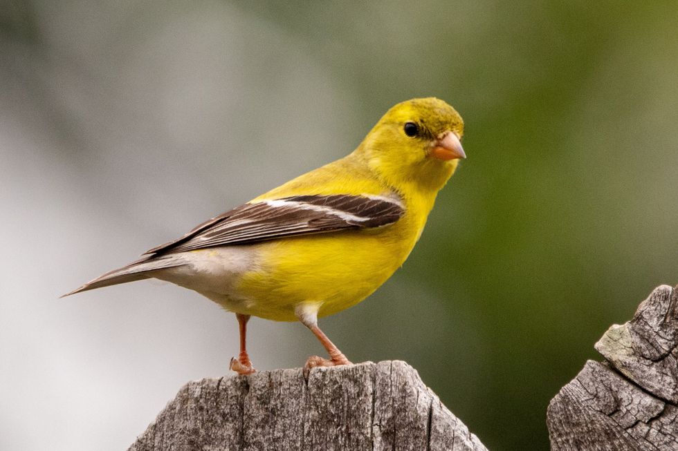 How migrating songbirds help scientists save local ecosystems