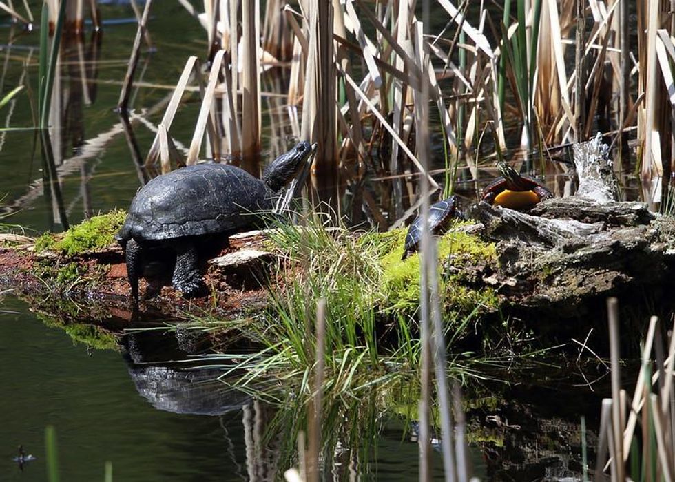 Head of Ontario species at risk agency resigns in protest