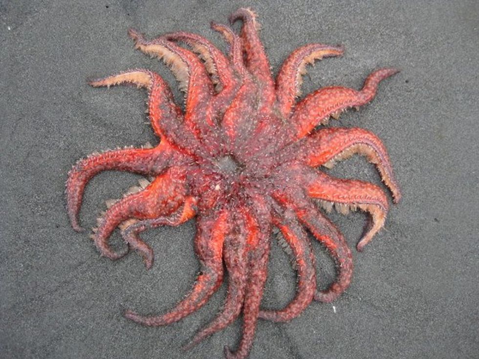 Sunflower sea stars threatened, NOAA says