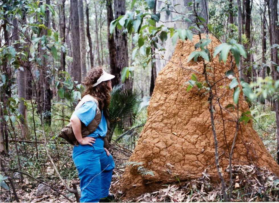 Hungry and on the march as the climate heats up: Termites in Australia