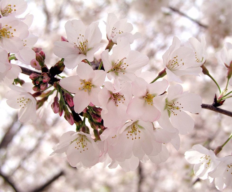 Global warming, drought threaten cherry harvest in Türkiye's Manisa