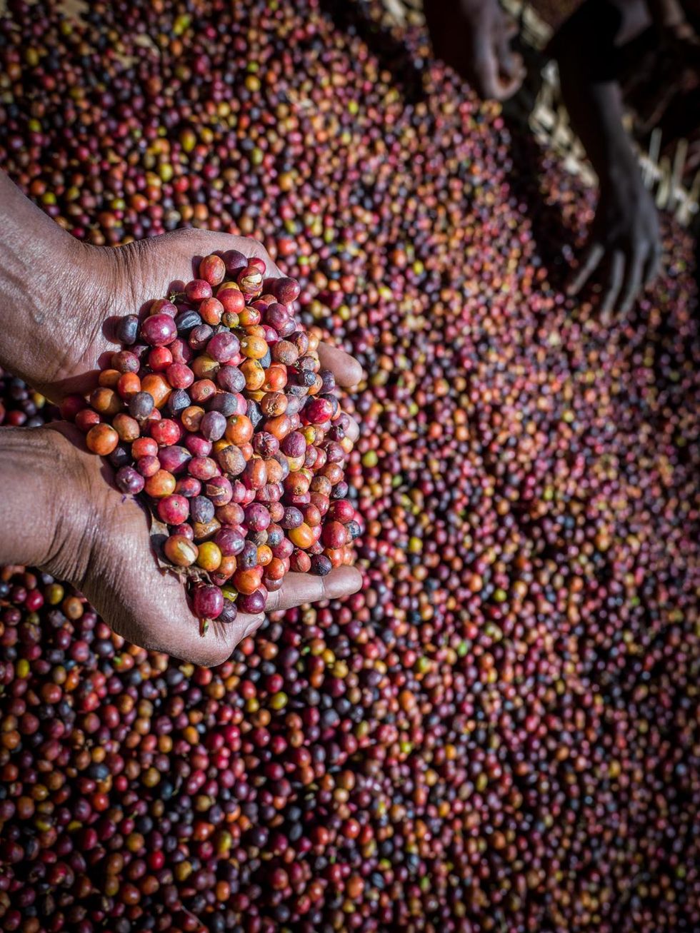 Uganda coffee exports in November drop by 15pc, hurt by drought