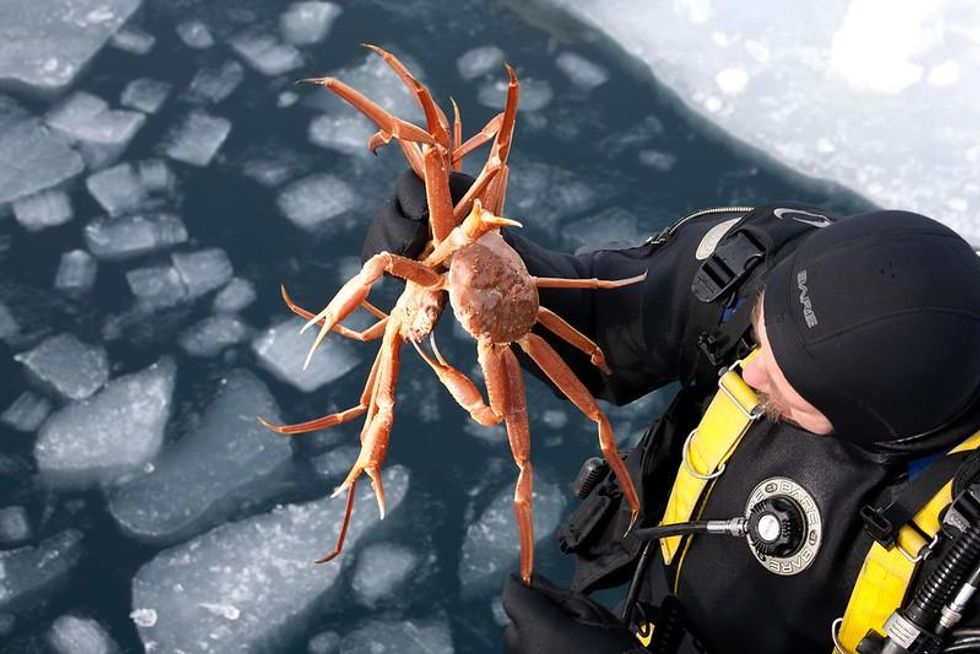 Warming waters are driving Bering Sea crashes, but Alaska's fishing industry is quiet on climate