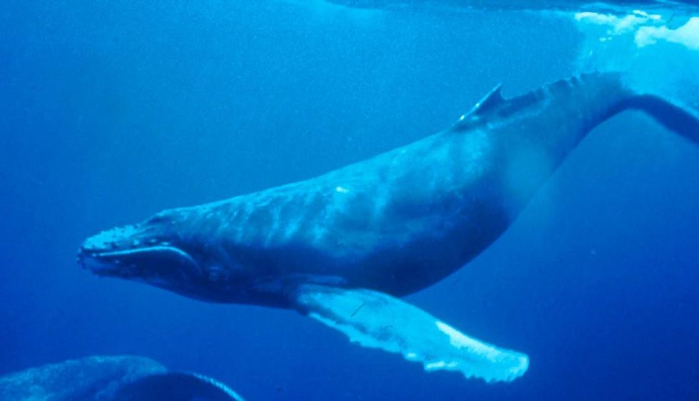 Climate change: Whales could be an important carbon sink, say scientists